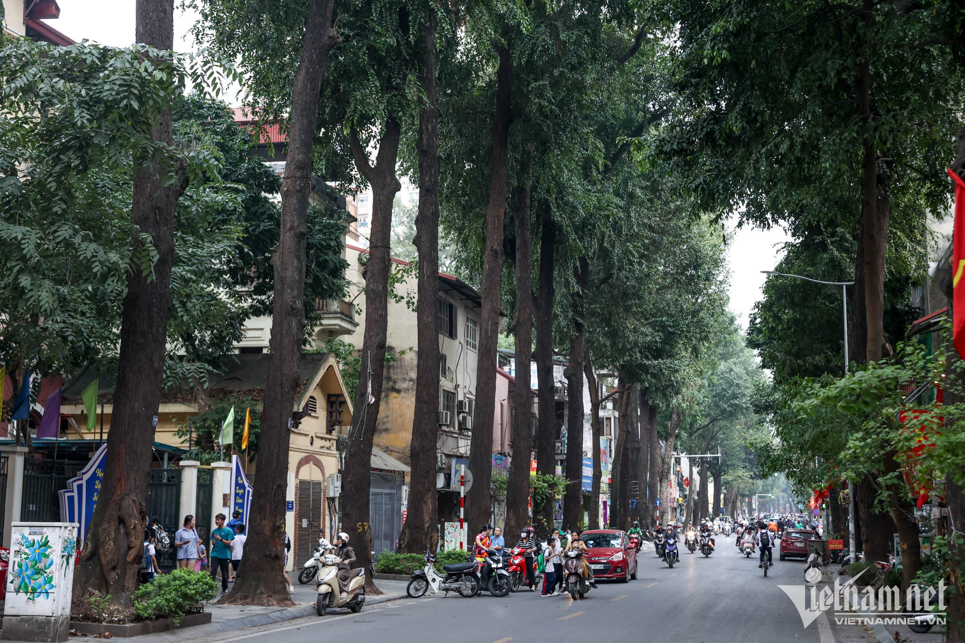 Hàng cây sao đen 120 tuổi độc nhất ở Hà Nội